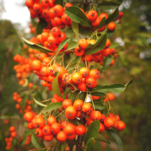 Weißdorn, Sanddornstrauch mit orangen Beeren und grünen Blättern
